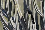 Groove-billed Ani